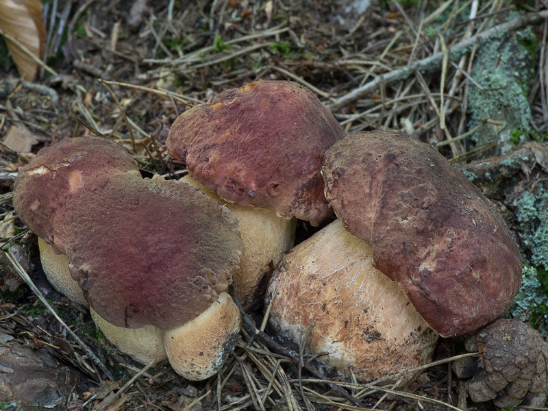 Boletus pinophilus